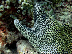 Taken in Oct 09, Fihalhohi, Maldives.  Say ahhhhhhhh.... by Gerri Tomlinson 